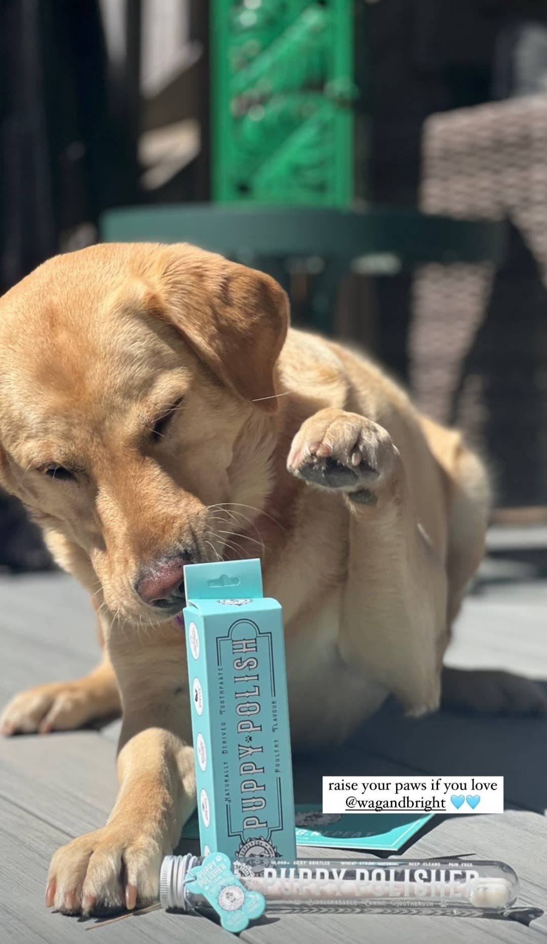 Puppy Polish Toothpaste - Filet Mignon (Beef)